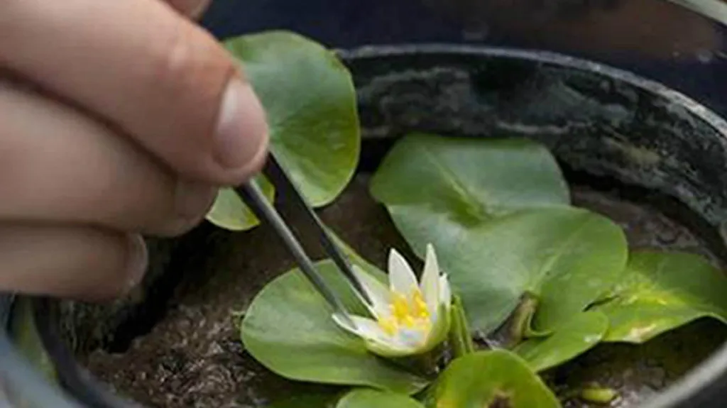 Nymphaea thermarum, nejmenší leknín světa