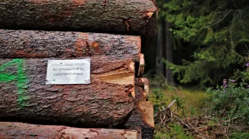 Vlivem odlesňování a vypalování je na dopadových plochách ekosystém typický spíš pro vysokohorské oblasti