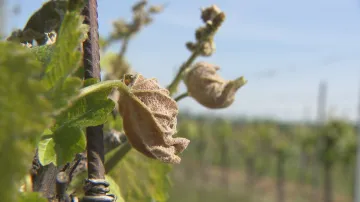Studené počasí poškodilo vinice