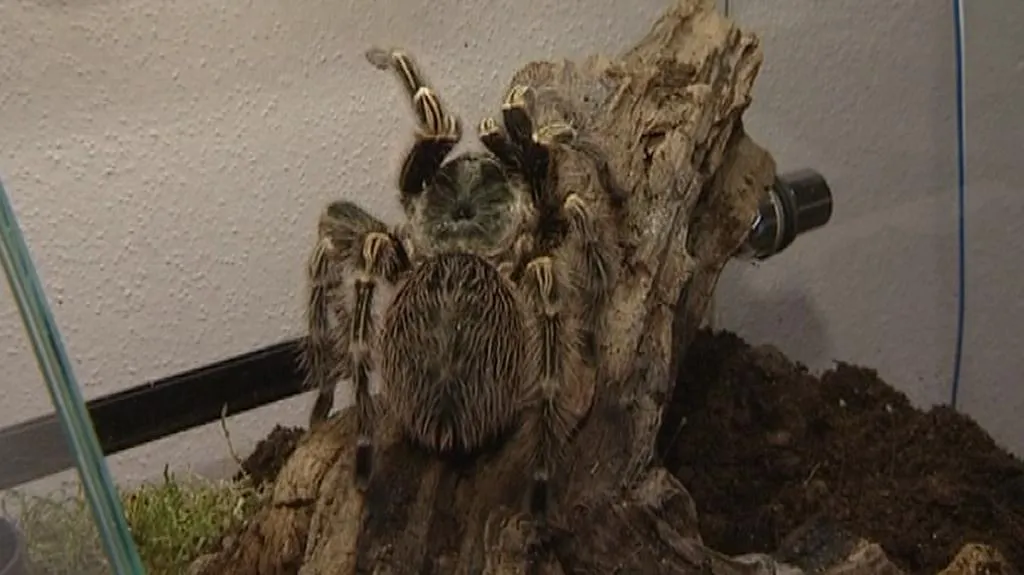 Výstava tropických pavouků v Hluboké nad Vltavou