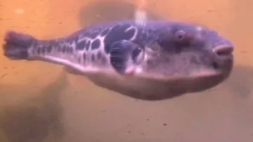 Jedovatá ryba fugu