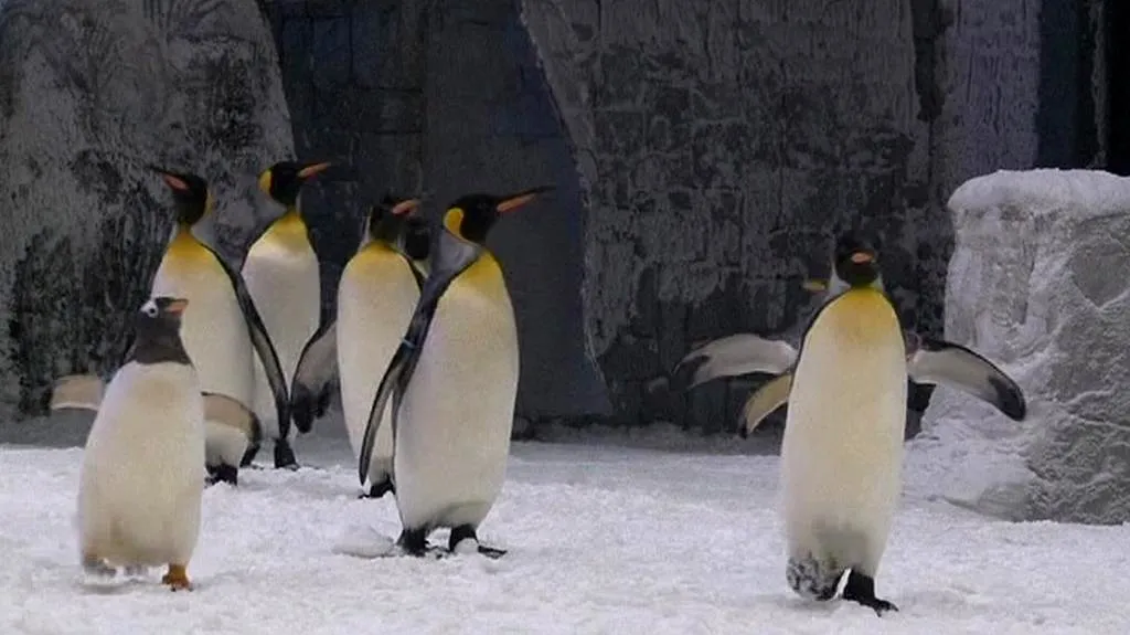 Tučňáci v Dubaji