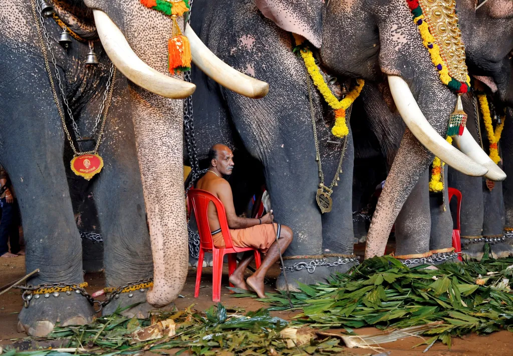 Spojení mezi mahoutem (člověkem pečovatelem) a slonem je celoživotní. Na snímku mahout čeká na své vystoupení během festivalu v indickém Kóčinu