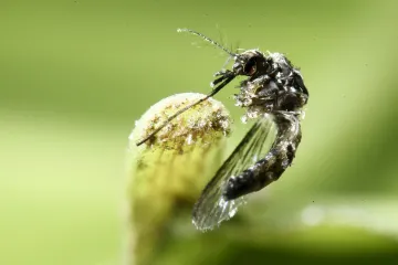 Speciálně vyšlechtění komáři mají pomoci proti dengue