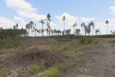 Lesníci by uvítali posunutí lhůty na obnovu lesů. Ministerstvo zatím váhá