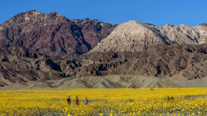 Kvetoucí Death Valley