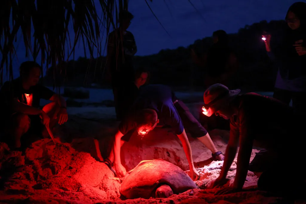 Ochránci přírody kontrolují želvu poté, co nakladla vejce