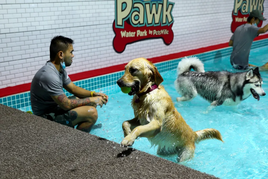 Psi si hrají v „Aqua Pawk“, což je první otevřený vodní park určený pouze pro psy. Tuto netradiční atrakci otevřeli v Dubaji ve Spojených arabských emirátech