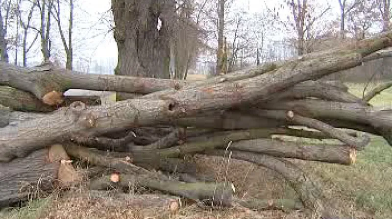 Národní hřebčín v Kladrubech nad Labem obnovuje historické aleje. Až dvě stě roků staré a nemocné stromy postupně nahrazují mladé porosty. Padající větve a zchátralé kmeny stromů v posledních letech ohrožovaly chodce i jezdce na koních.