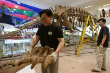 Dinosauří rekordman měl krk dlouhý 15 metrů, zrekonstruovat jeho tělo trvalo roky