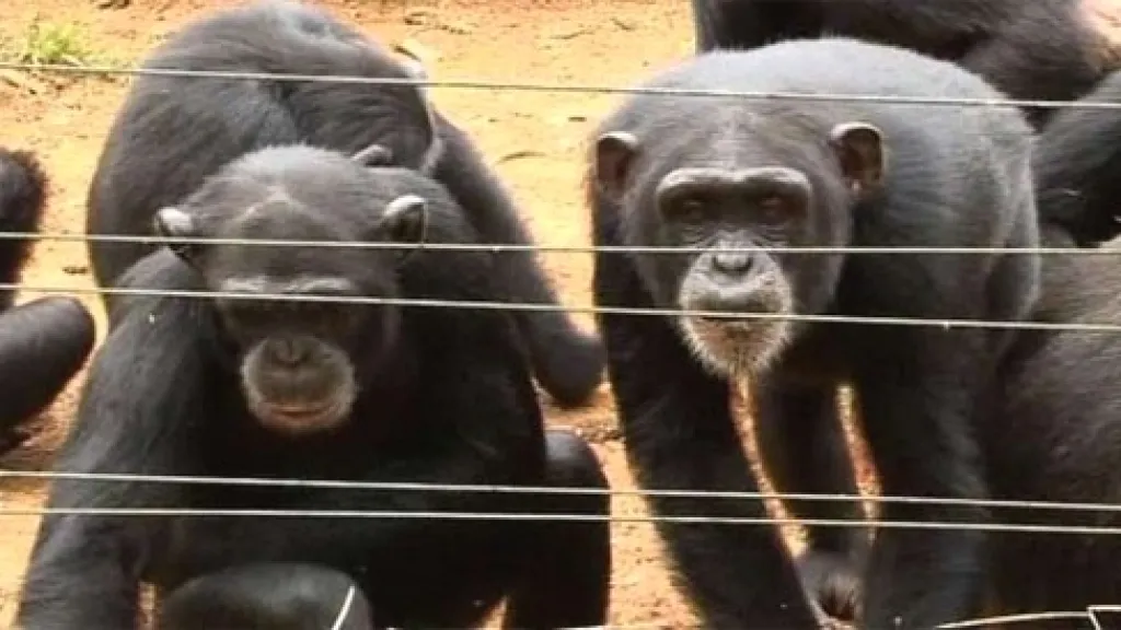 Šimpanzi v rezervaci v Sierra Leone