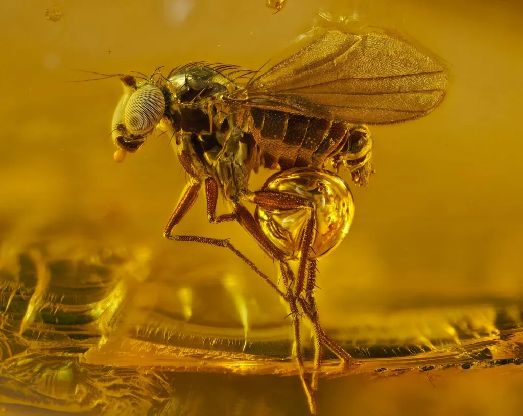 Vítězové soutěže Nikon Small World 2021: 40 milionů let starý komár v jantaru