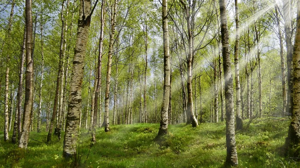 Březový les, ilustrační foto