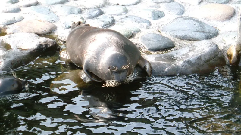 Tuleň bajkalský