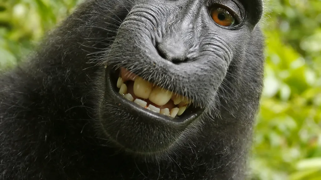 Makakova selfie
