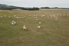 Horské pastviny jsou vyschlé, chovatelé proto stahují dobytek. Jenže jim kvůli tomu hrozí ztráta dotace