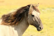 Lidé si poprvé osedlali koně jinde, než se předpokládalo, naznačil nález archeologů
