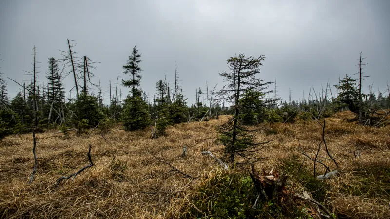 Rašeliniště Jizery