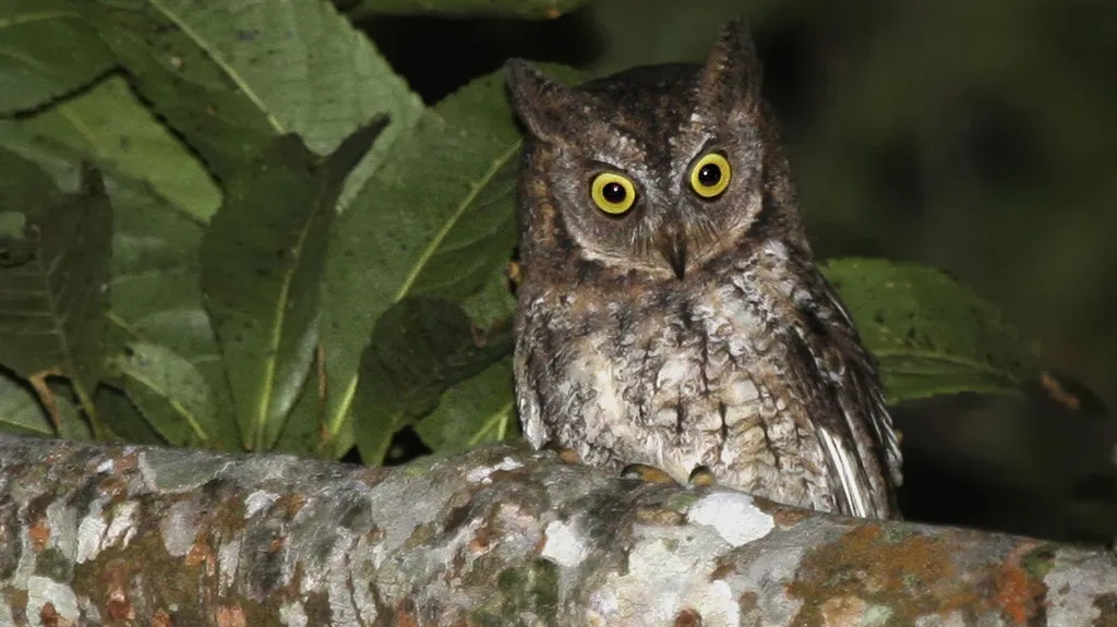 Vědci našli nový druh sovy - Otus jolandae