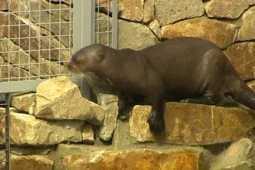 Nejohroženější druh vyder je k vidění ve Zlíně