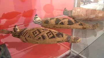 Mumie sokolů