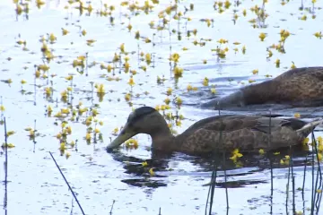 Rybník v Plzni se zbarvil dožluta. Rozkvetla na něm ohrožená masožravá bublinatka