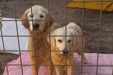 Měli jen přes šest kilo. Nyní retrívři z množírny na Brněnsku nacházejí nový domov