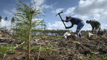 Zaměstnanci lesů ČR při výsadbě nových sazenic
