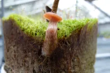 Vědci naučili rostliny spolupracovat s houbami. Objev může pomoci plodinám odolat suchu i škůdcům