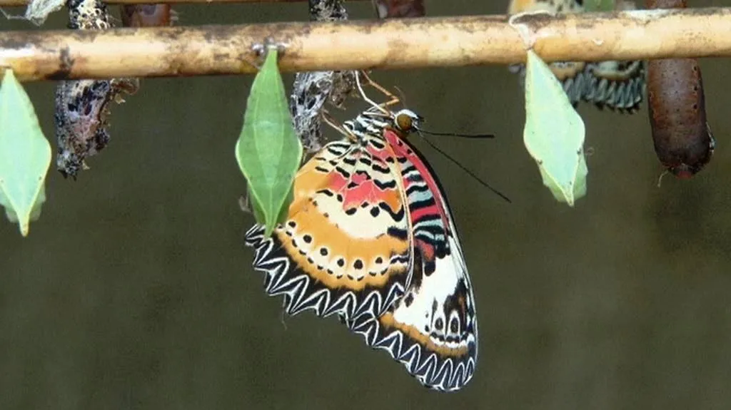 Motýlí centrum v Kambodži