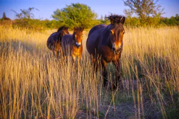Divocí koně z Anglie jsou v Česku jako doma. Už jich je přes sto