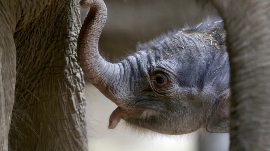 Den staré mládě v pražské zoo