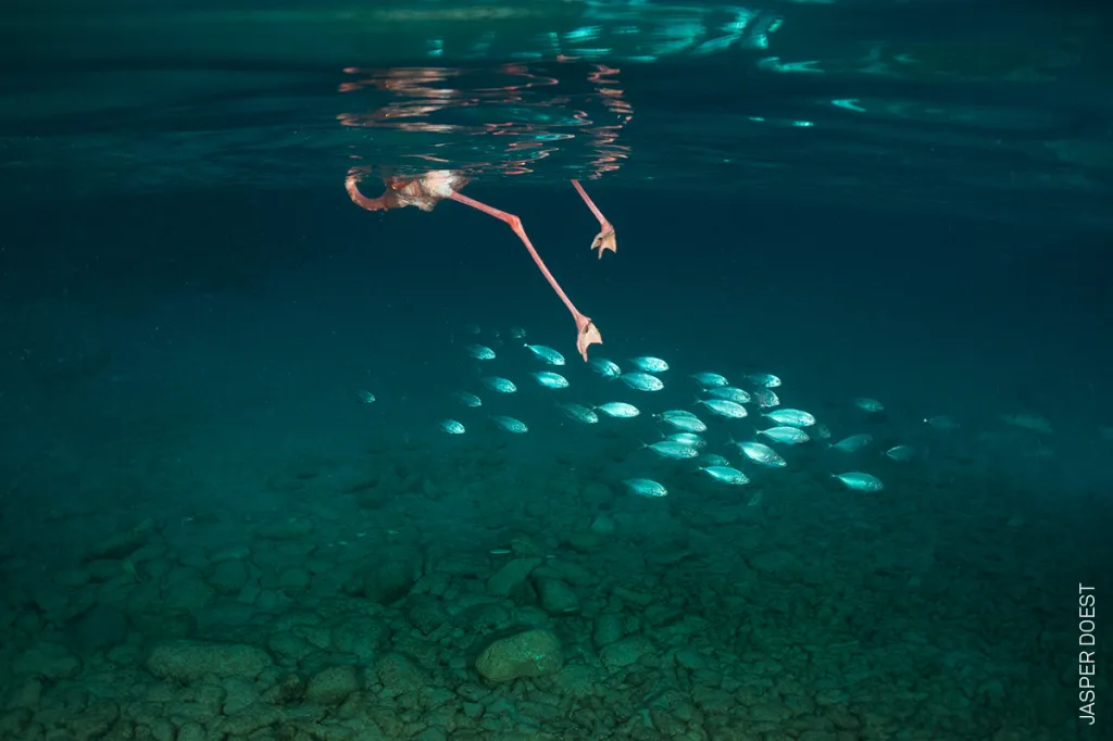 Nominace na vítěznou sérii v kategorii PŘÍRODA: Jasper Doest: Setkání s Bobem