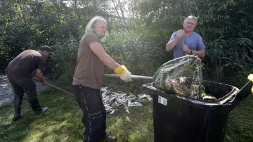 Rybáři nakládají leklé ryby z řeky Bečvy v Hustopečích nad Bečvou (21. září 2020)