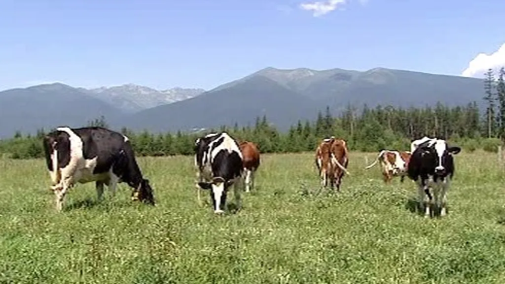 Krávy na Slovensku