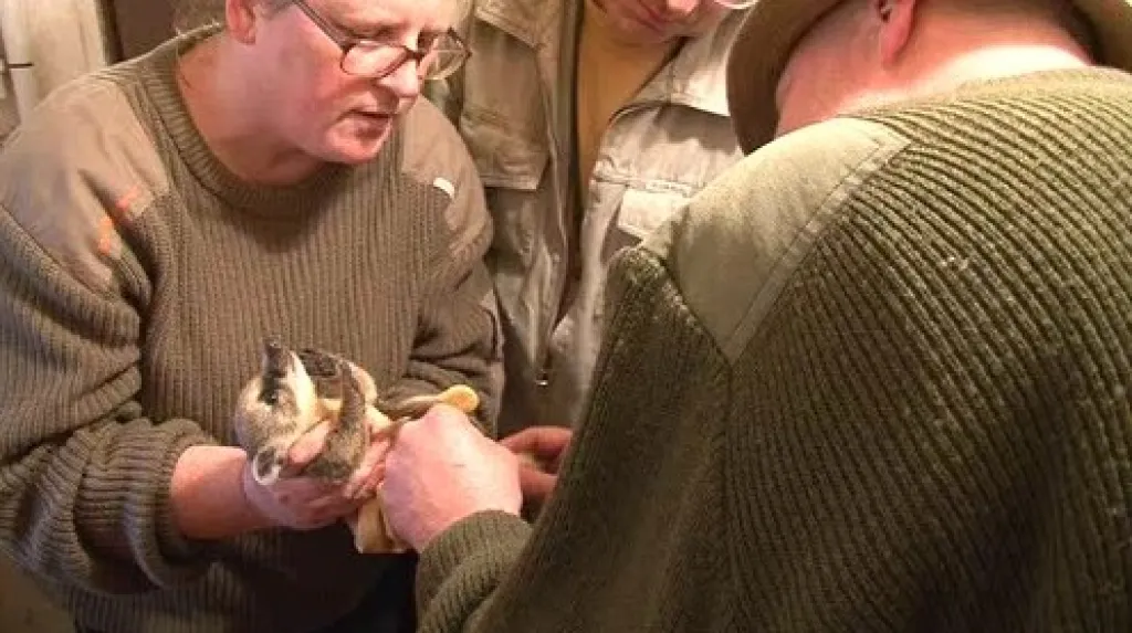 Při samotném čipování zůstal malý nosál klidný