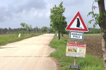 Řidiči, pozor na sysly! Na silnici u Mohelna instalovali kvůli hlodavcům retardéry