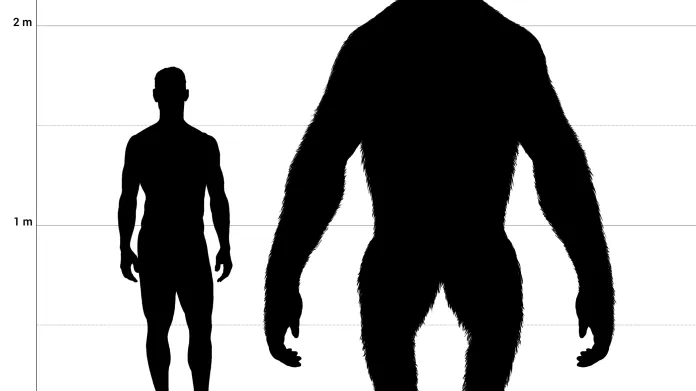 Srovnání člověka a gigantopitheca