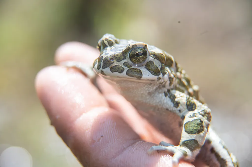 Německý biolog Marco Wagemann chytá obojživelníky a plazy ve městě Landau, v místě, kde má vzniknout nová zástavba. Drobná zvířata následně přemisťuje do vhodnějších lokalit