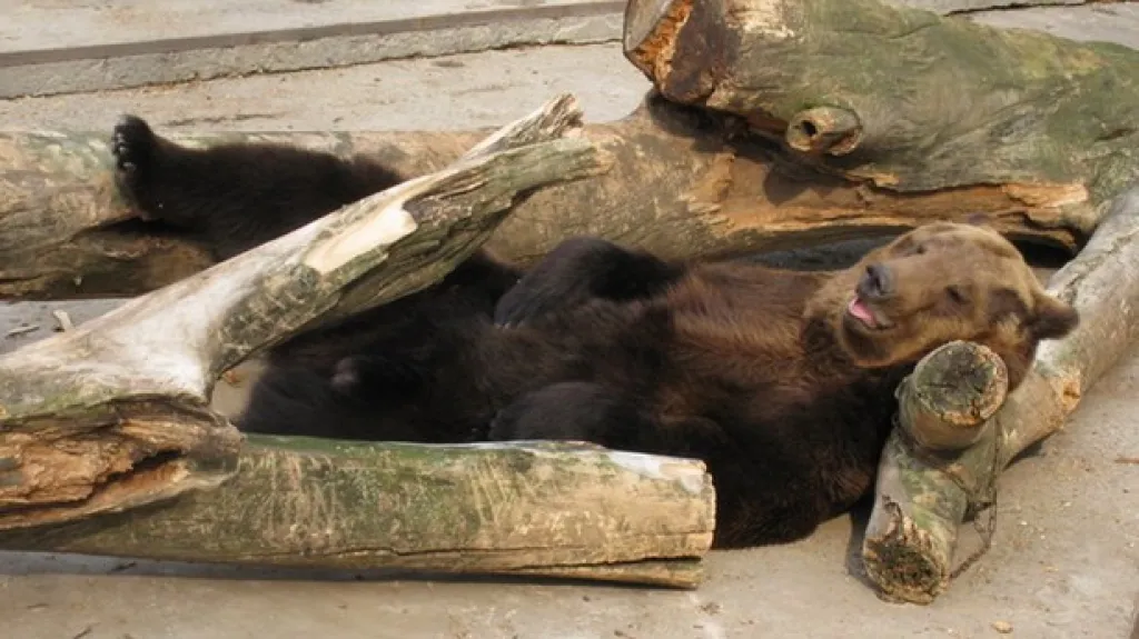 Ukrajinci zachraňují zvířata ze zoo v Charkově