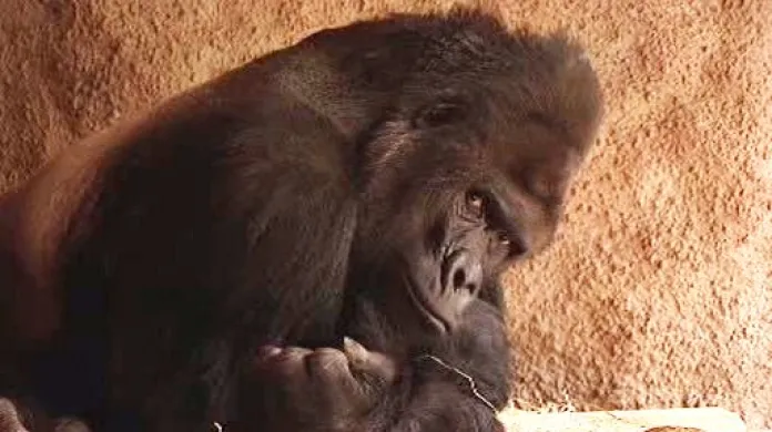 Gorila v pražské zoo
