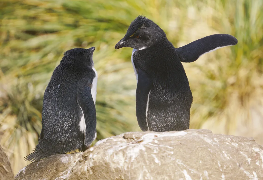 Tudy! Hnízdo tučňáků skalních s mladými na Falklandech