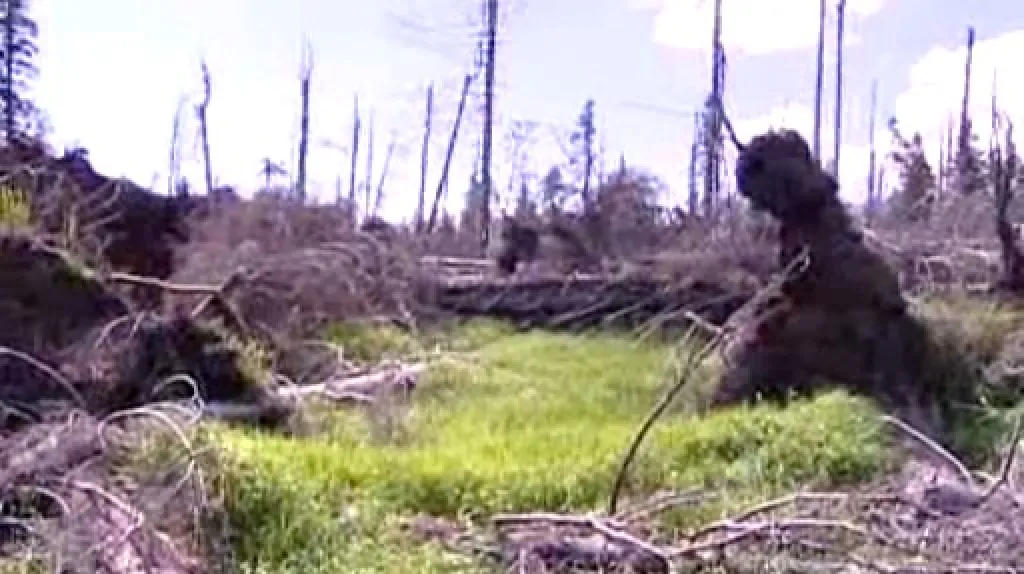 Kůrovec na Šumavě