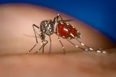 Komár přenášející ziku a dengue se rozšířil do půlky Francie. Objevil se už i na Moravě