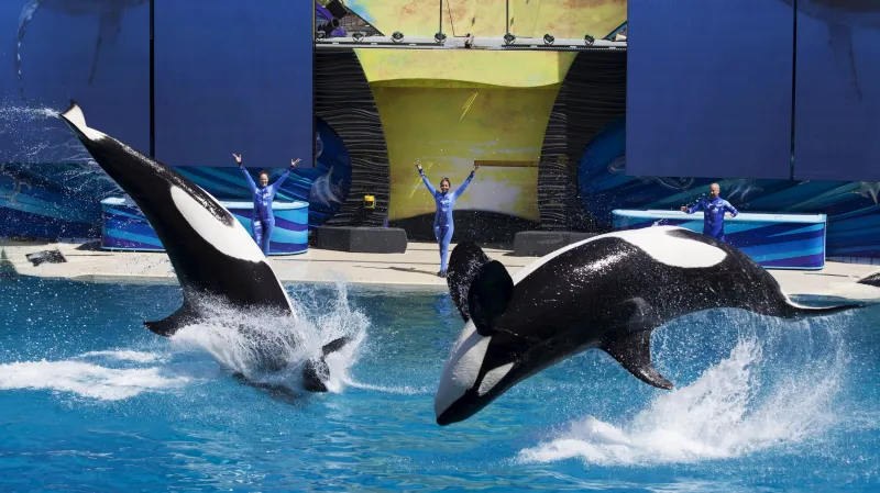 Představení s kosatkami v San Diegu