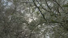 Kvetoucí stromy