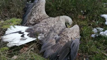 Otrávený orel mořský