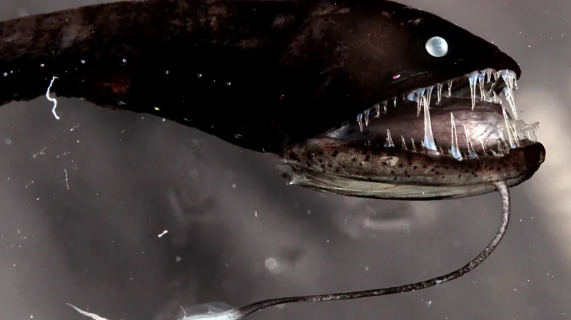 Hlubokomořská ryba