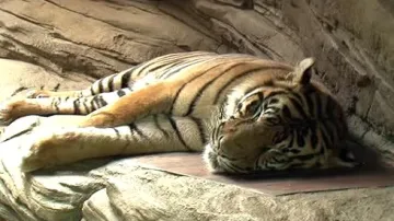 Tygr v brněnské zoo