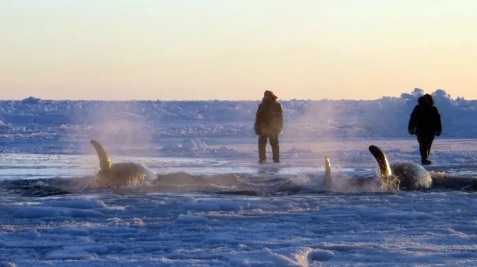 Kosatky uvízlé u kanadského pobřeží